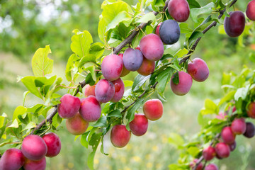 Colorful ripe lilac plum and green garden