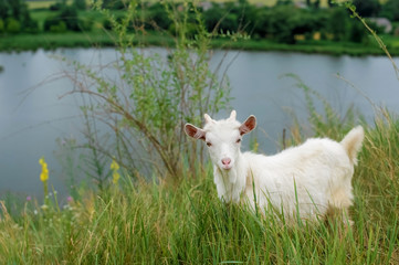 Obraz premium a little white goat on the nature; a young goat on the background of a river; goat on the pasture in a beautiful place 