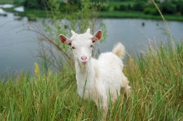 Obraz premium a little white goat on the nature; a young goat on the background of a river; goat on the pasture in a beautiful place 