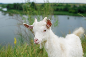 a little white goat on the nature; a young goat on the background of a river;  goat on the pasture in a beautiful place
