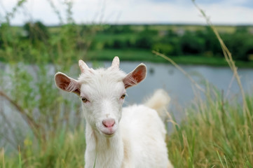 Obraz premium a little white goat on the nature; a young goat on the background of a river; goat on the pasture in a beautiful place 