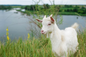 Obraz premium a little white goat on the nature; a young goat on the background of a river; goat on the pasture in a beautiful place 
