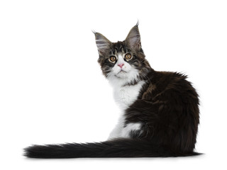 Beautiful black brown tabby with white Maine Coon cat kitten backwards with tail next to body, looking over shoulder straight in lens isolated on white background