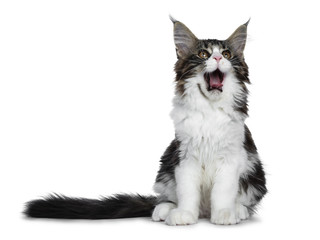 Beautiful black brown tabby with white Maine Coon cat kitten sitting up with tail next to body, looking up isolated on white background yawning
