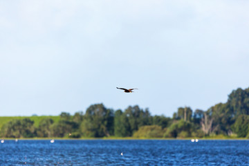 Marsh harrier flying over the lake