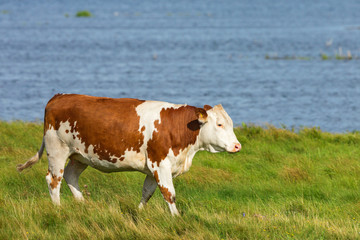 Fototapeta na wymiar Alone brown cow walking on the beach meadow by the lake