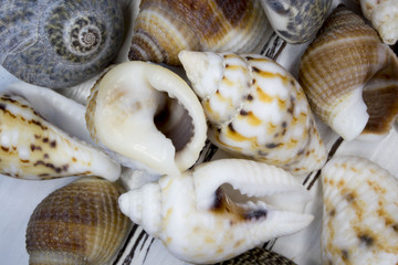 beautiful shells on a light background