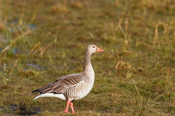 Obraz na płótnie Canvas Greylag goose standing on grass meadow