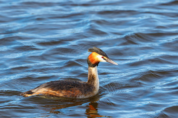 Fototapeta premium Colorful Crested Grebe swimming in the lake in spring
