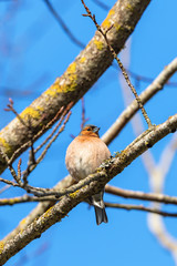 Common Chaffinch on a branch at spring