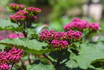 Rose glory bower flower. Clerodendrum bungei