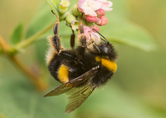 Garden Bee 2