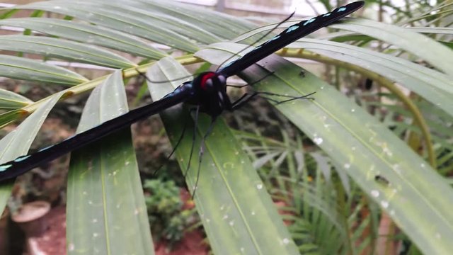 Trogonoptera brookiana Malaysia National butterfly resting on leaves