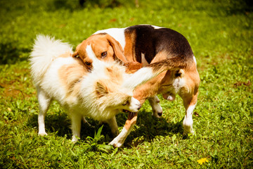 Naklejka na ściany i meble Beagle dog and spitz klein small running and playing together in garden. Summer sunny day outdoor.