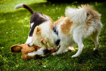 Beagle dog and spitz klein small running and playing together in garden. Summer sunny day outdoor.