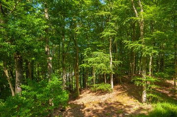 Obraz premium Beech wood at the tree-top walk near Prora