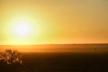 Fototapeta na wymiar Typically African landscape at sunset, Namibia