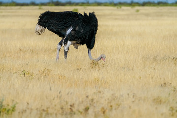 Ostrich in grassland