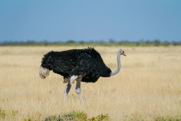 Ostrich in grassland