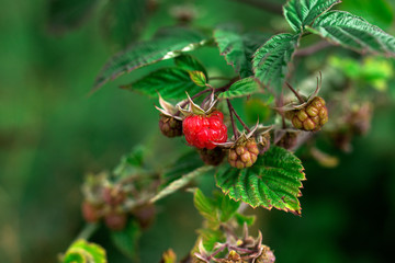 Ripe raspberries in the bushes, close-up.