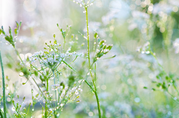 Grass texture. Fresh green grass with dew drops background, closeup. Sun. Soft Focus. Abstract Nature Background.