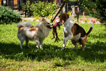 Beagle dog and spitz klein small running and playing together in garden. Summer sunny day outdoor.