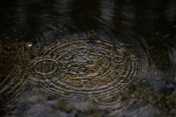 Rain drops on a rainy day.