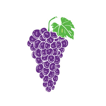 Fresh bunch of grapes icon on white background. Vector illustration. Hand drawn