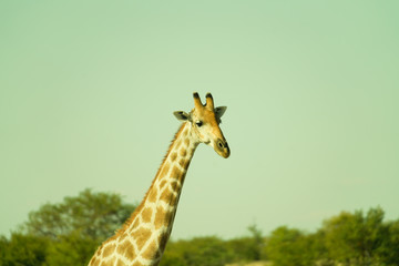 Giraffe portraits,