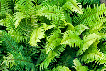 Beautyful green fern for background