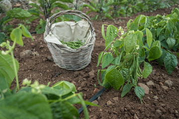 Green bean harvest. Green bean plants and a wicker basket 
