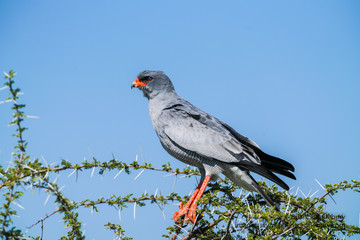 Pale Chanting Goshawk in tree.