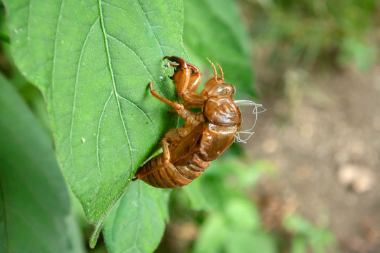 セミの脱け殻