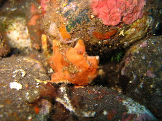 Fototapeta premium Anglerfisch