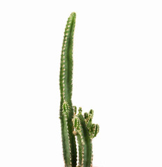 cactus isolated on white background