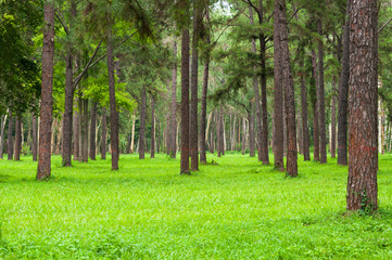 Fototapeta na wymiar Pine trees, tall green trunks,Beautiful Pine trees and green grass for nature background