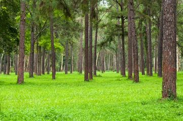 Papier Peint photo Arbres Pins, grands troncs verts, beaux pins et herbe verte pour le fond de la nature