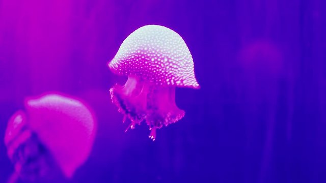 Beautiful jellyfish swimming in an aquarium.