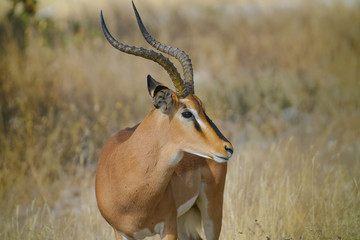 Impala portrait in Namibia