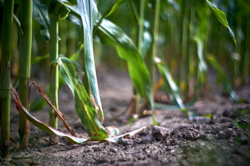 a row of corn plants
