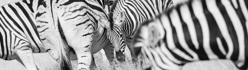 Obraz na płótnie Canvas Zebra stripes pattern