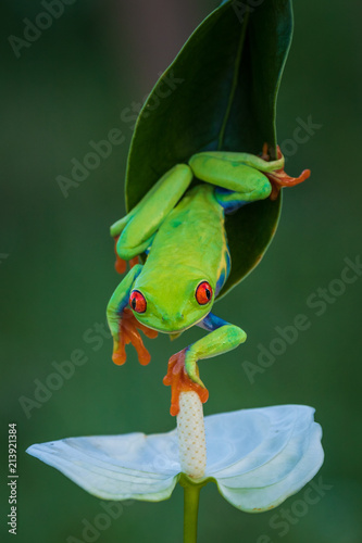 Amazing Small Cute Frog Sitting On A Banana Leaf Happy Frog