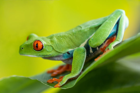 Amazing small cute frog sitting on a banana leaf. Happy frog, very colorful. Natural scene, frog sitting on banana leaf. Natural light. Typical exotic jungle forest. Green, red, beautiful.
