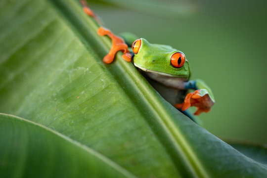 Amazing small cute frog sitting on a banana leaf. Happy frog, very colorful. Natural scene, frog sitting on banana leaf. Natural light. Typical exotic jungle forest. Green, red, beautiful.