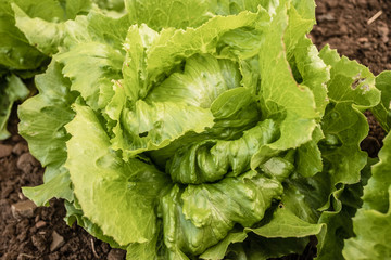 Close-up of a fresh lettuce 