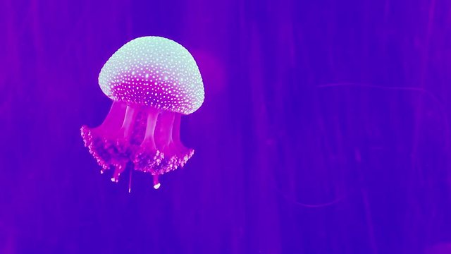 Colourful jellyfish in aquarium.