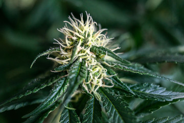 cannabis marijuana leaf weed grow medical plant background