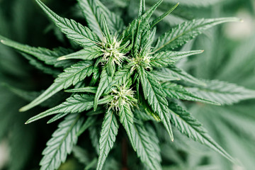 top of the leaves marijuana plant cannabis