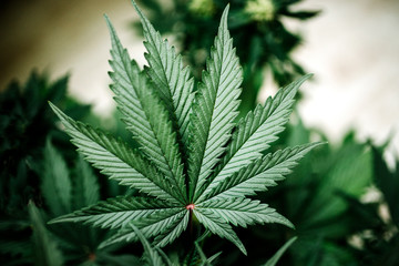 Fototapeta na wymiar cannabis marijuana leaf plant indica