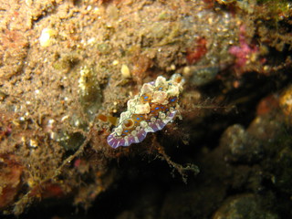 Meeresschnecke